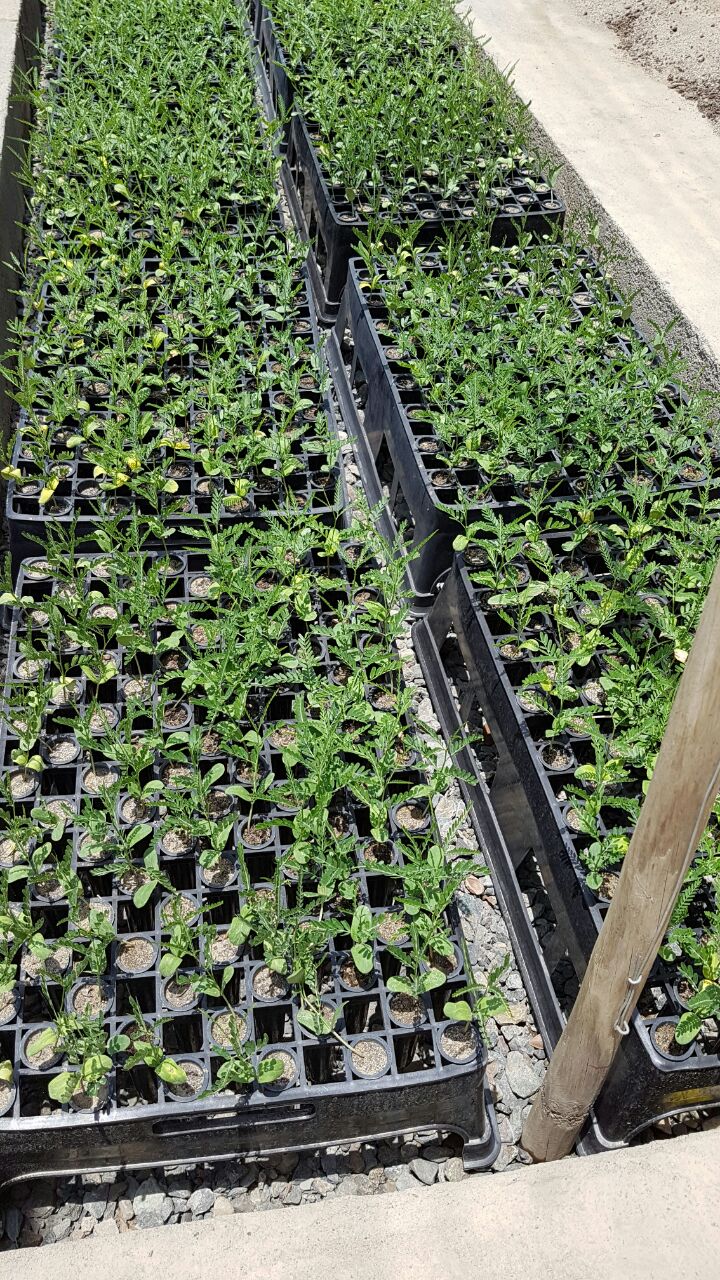 Bandejas Tecfor con plantas en etapa de producción