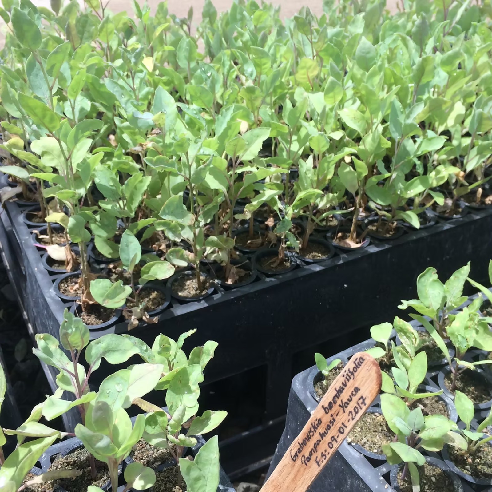 Producción de plantas nativas del bosque seco en bandejas