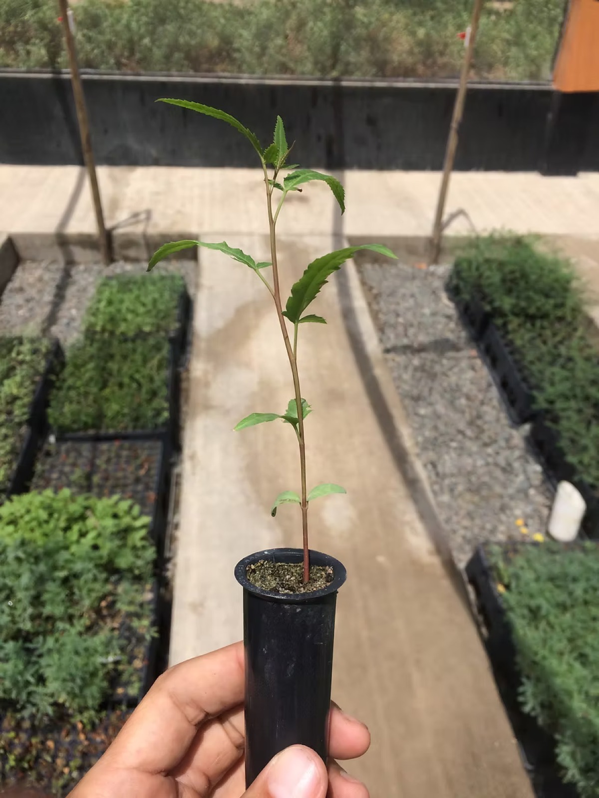 Plantón nativo del bosque seco en vivero