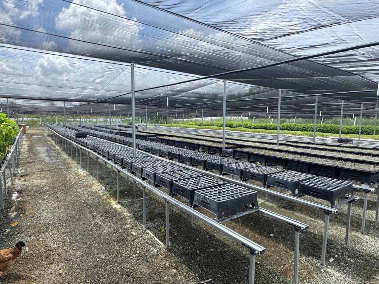 Vivero con bandejas para la producción de plantones forestales melíferos