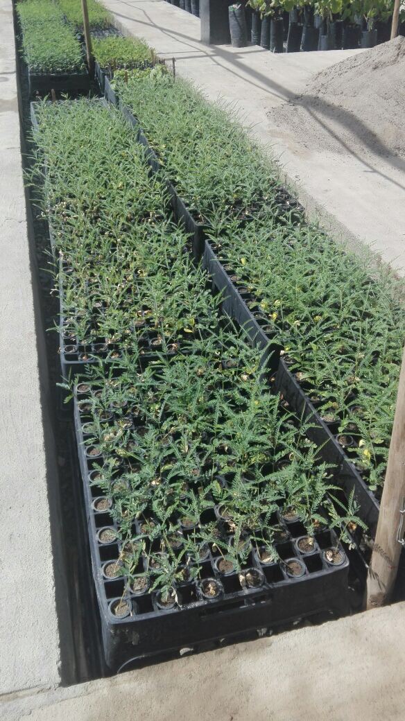Producción forestal en tubetes y bandejas dentro de un vivero