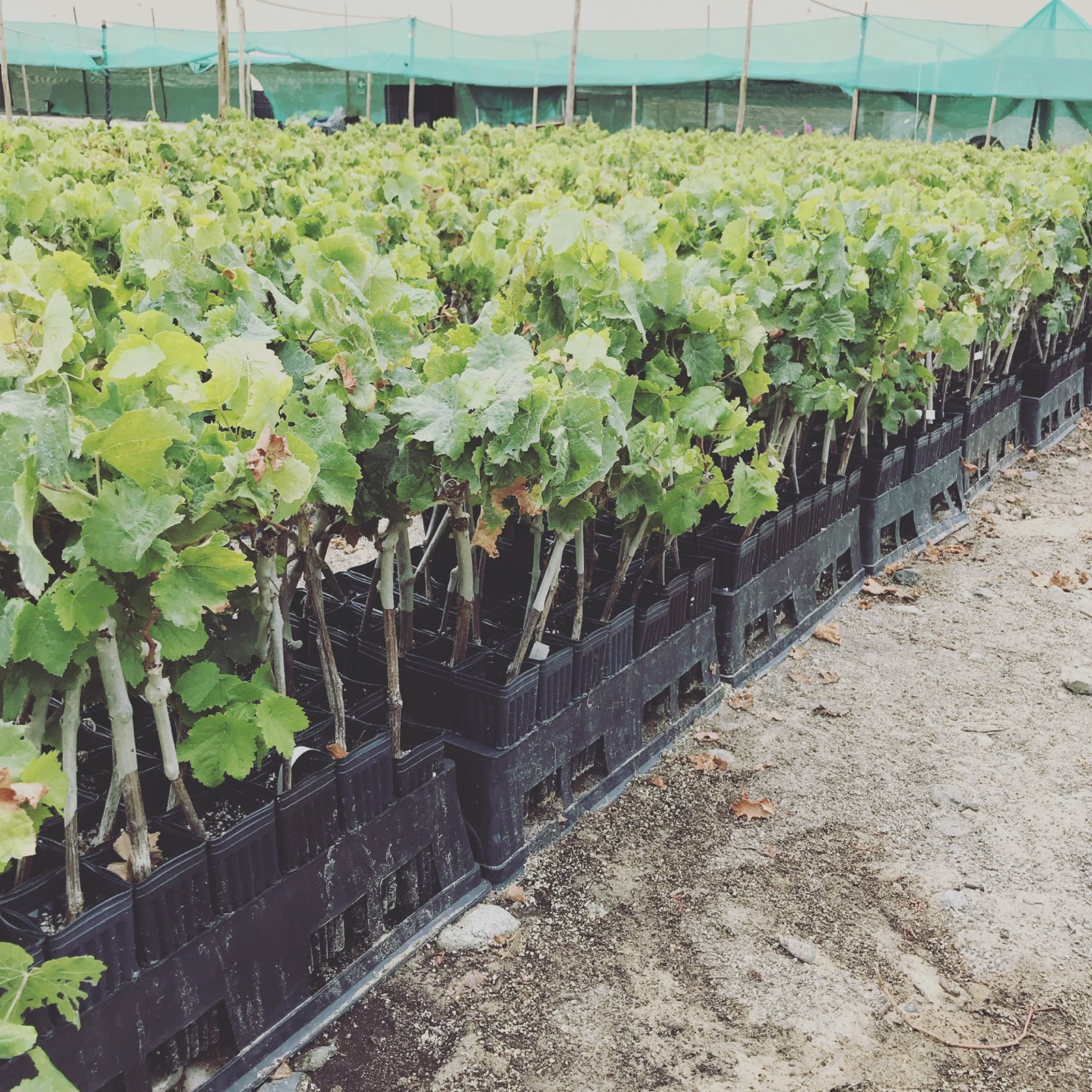 Plantas de vid propagadas en contenedores y bandejas de vivero