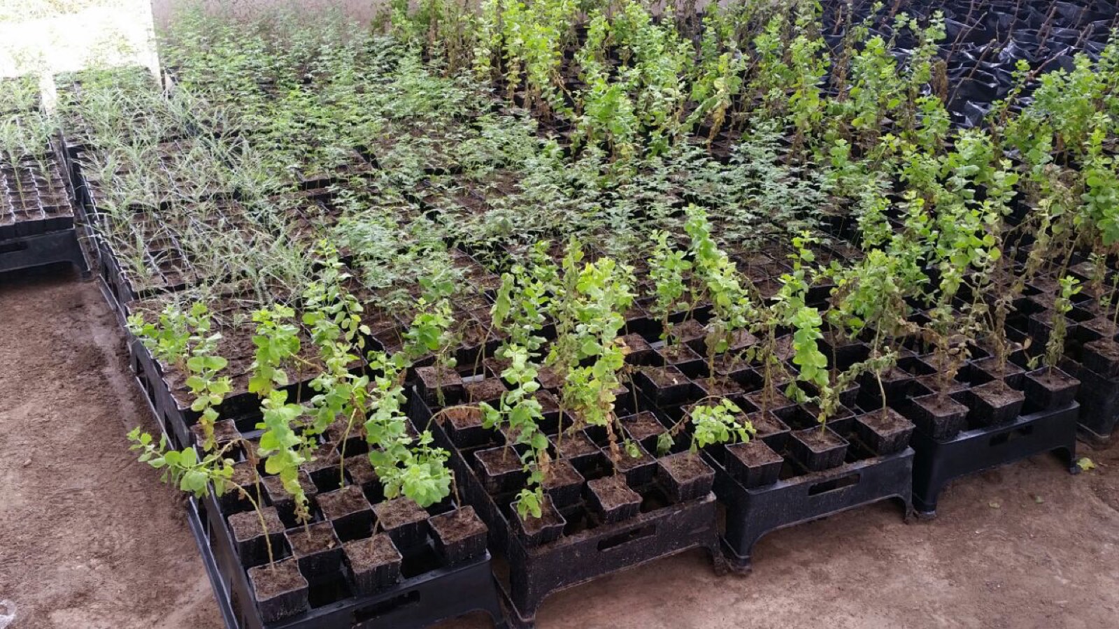 Tubetes y bandejas Tecfor en un vivero forestal