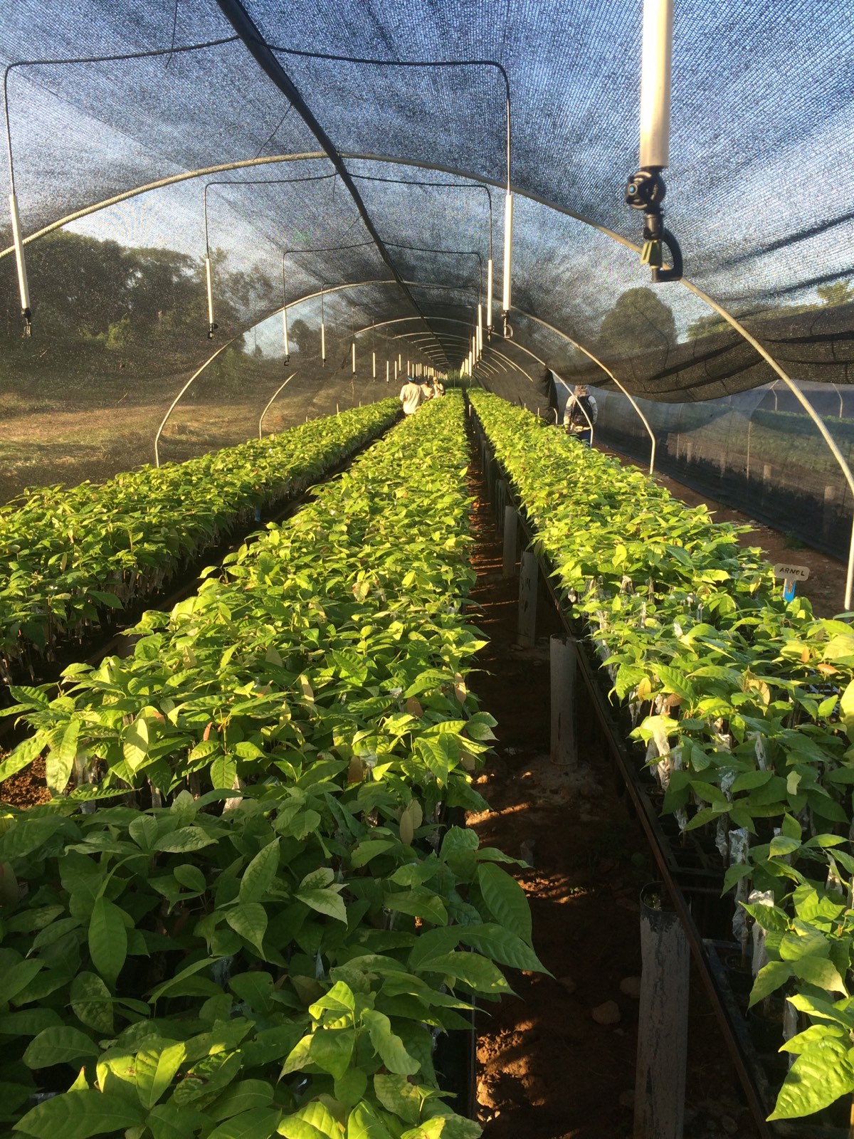 Filas de plantas de cacao bajo malla de sombra