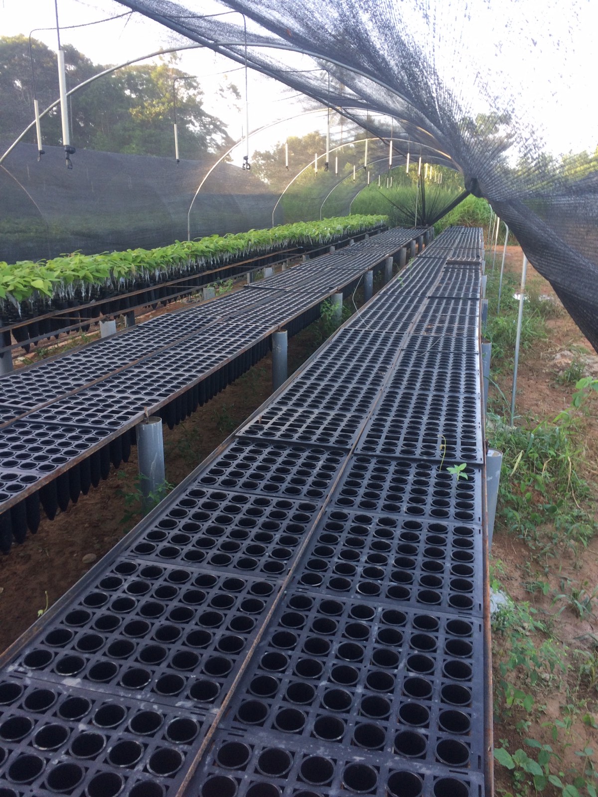 Bandejas y tubetes preparados para plantones de cacao