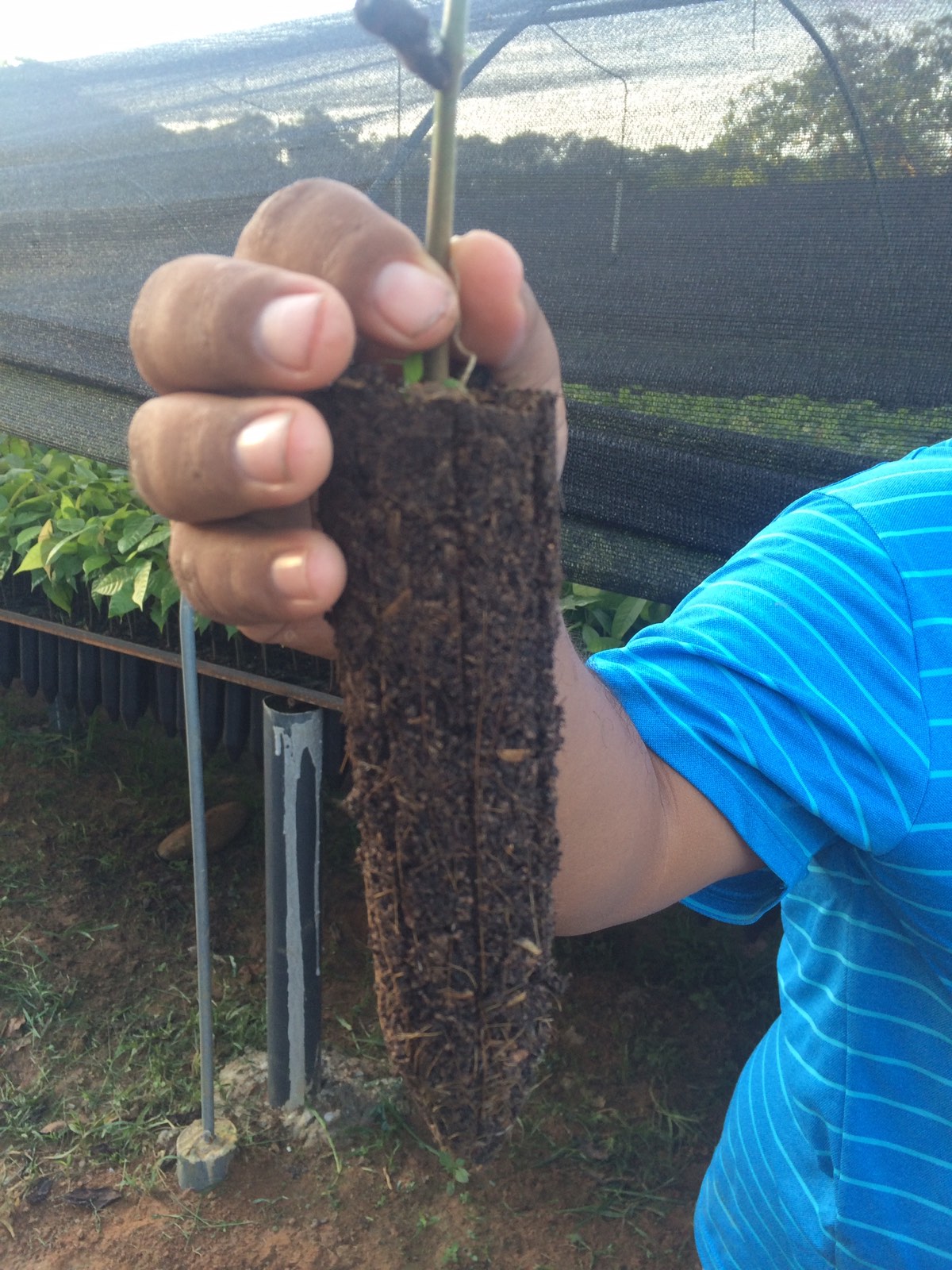 Pan de raíces de un plantón de cacao retirado del tubete