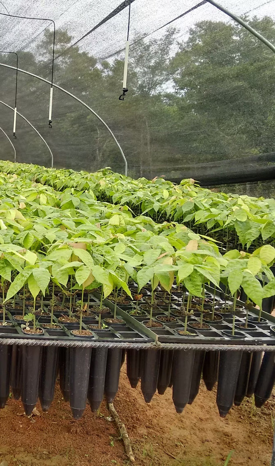 Plantones de cacao injertado desarrollándose en tubetes