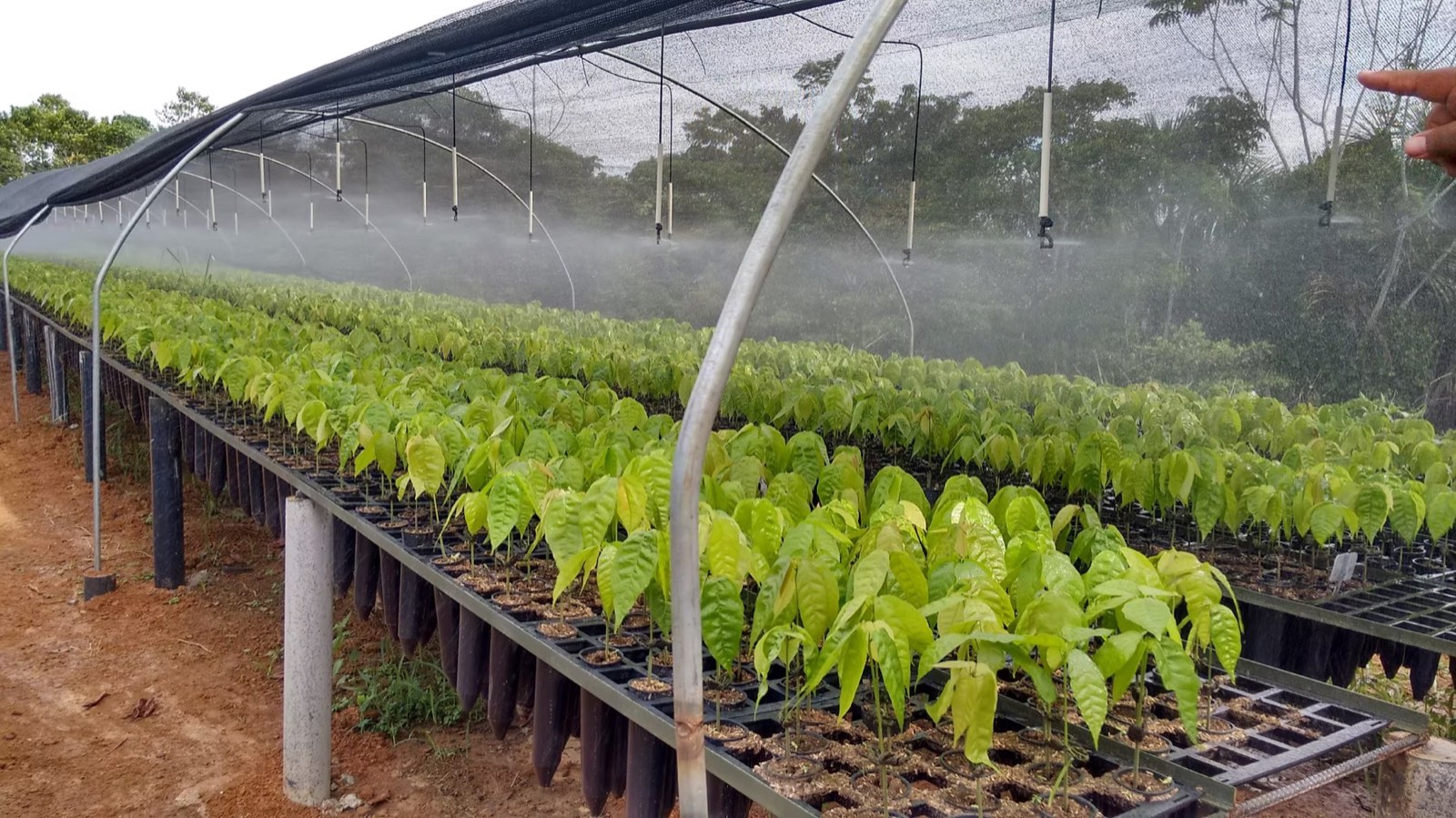 Sistema de riego en vivero de cacao injertado