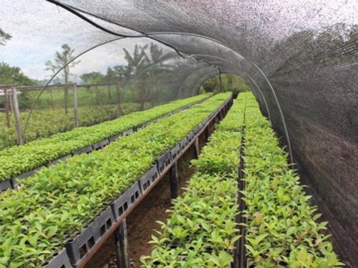 Producción forestal: Tubetes y bandejas en vivero