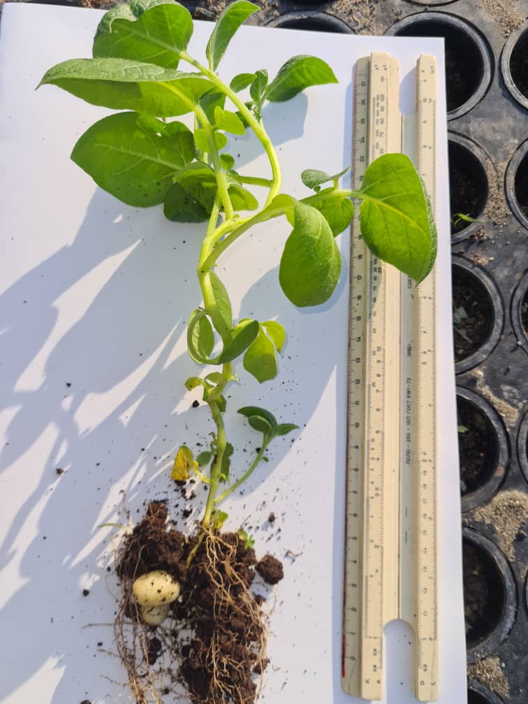 Planta de papa con raíces y tubérculos expuestos junto a una regla