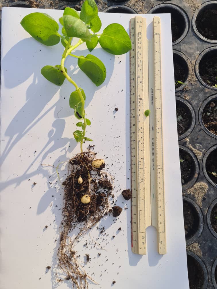 Evaluación del sistema radicular y tubérculos de una planta de papa