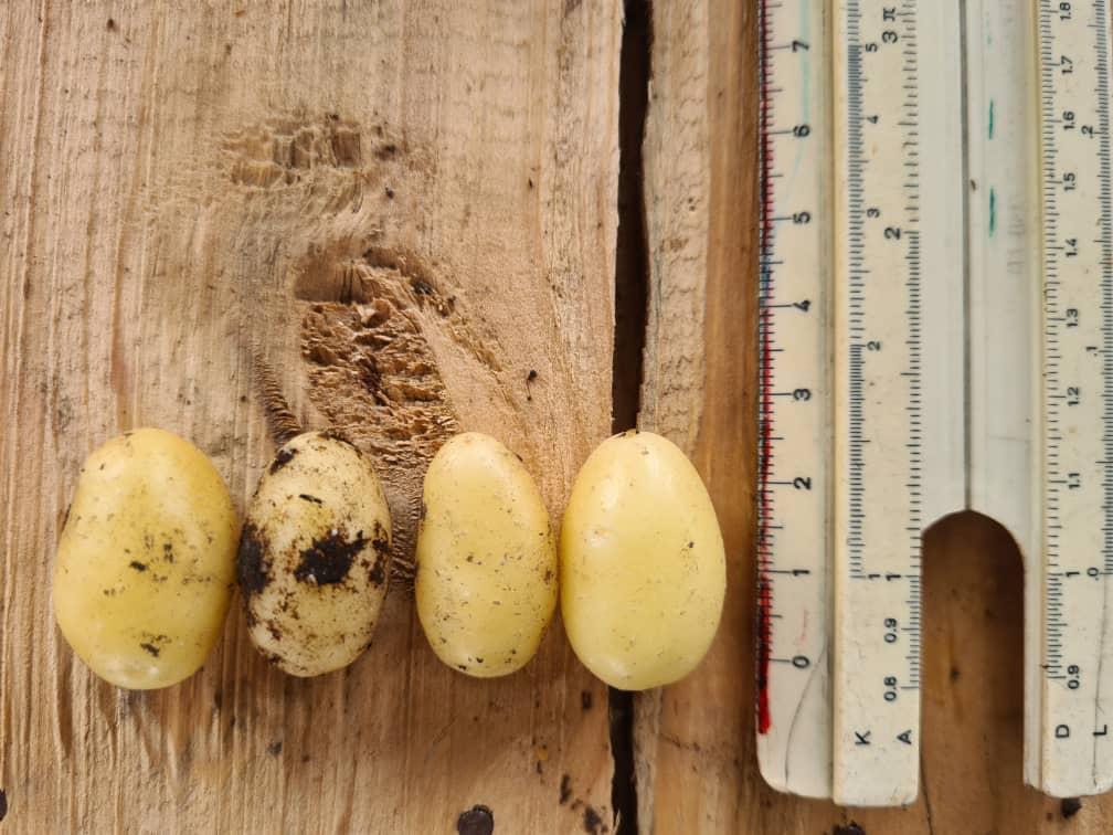 Comparación de tubérculos de papa sobre madera junto a una regla