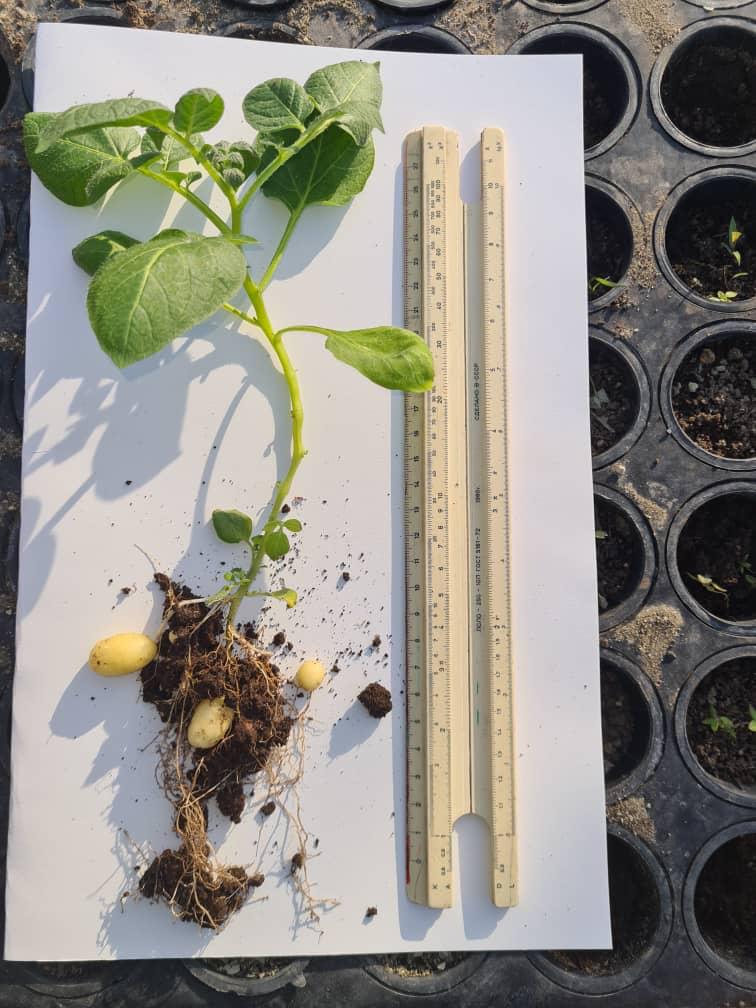 Planta de papa completa junto a una regla para evaluación